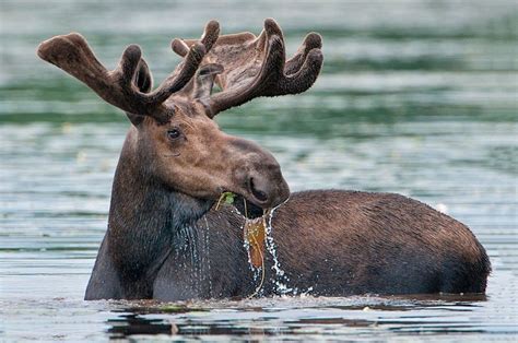 Afbeeldingsresultaten voor Moose Eating