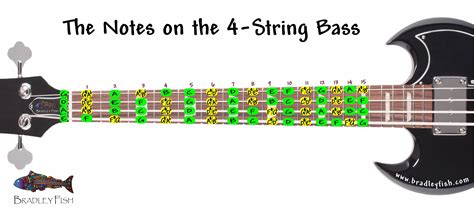 Toradh íomhá ar String Bass Strings Names