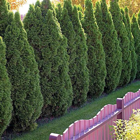 The 10 Best Evergreen Trees for Privacy and Year-Round Greenery
