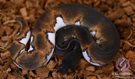 Toradh íomhá ar Scarlet Ball Python