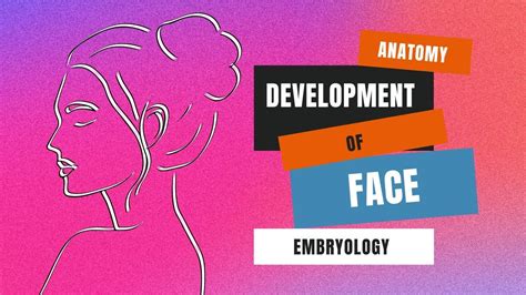 Image result for Development of Face