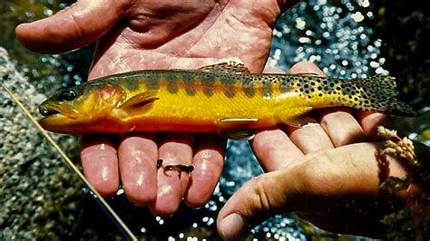 Types of Trout and How to Identify Them - Wired2Fish