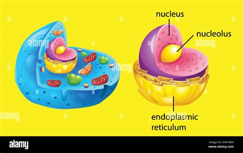 Cell Structure of Animal Cell 的图像结果