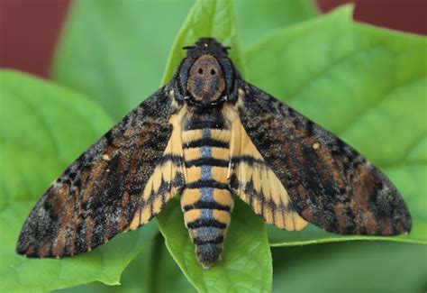 Image result for Dead Head Hawk Moth