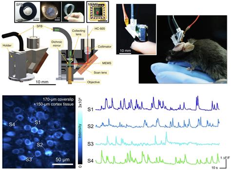 Image result for Mouse DC Microscope