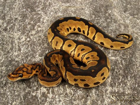 Afbeeldingsresultaten voor Cow Ball Python