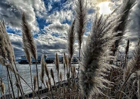 Image result for What Is a Willow the Wisp