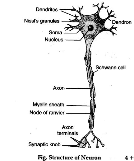 Image result for Neuron Structure CBSE 10 Class