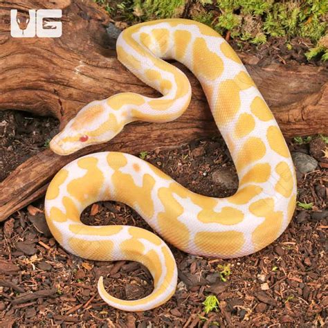 Image result for True Albino Ball Python