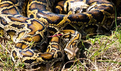 burmese python constricts chick に対する画像結果