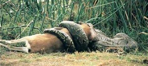 Image result for Python Ate Deer
