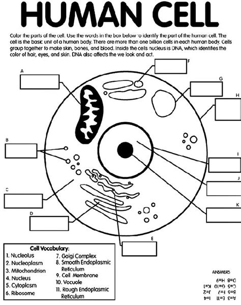 Image result for 7th Grade Cell Structure Worksheet