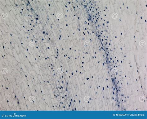 Afbeeldingsresultaten voor Corn Prop Root in Microscope