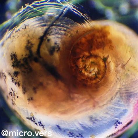 Planorbidae に対する画像結果