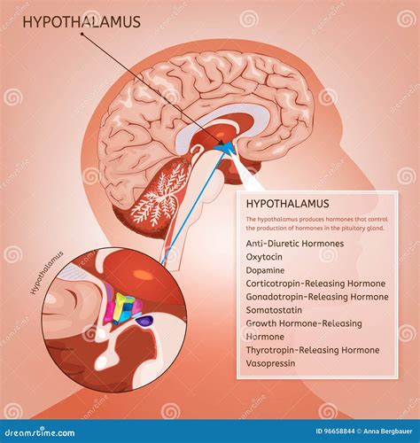 Bildergebnis für Hypothalamus Circadian Rhythm