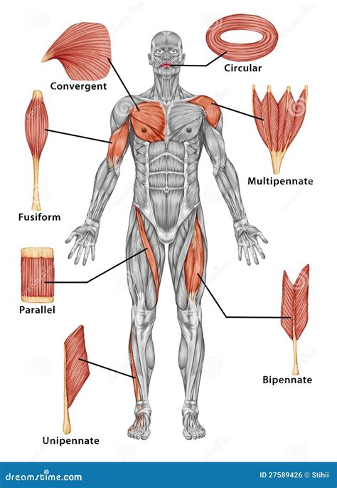 Image result for Muscular Labrador