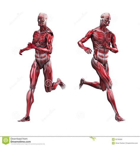 Image result for Long-Running Muscles