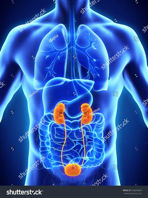 Image result for Kidneys Location in Body