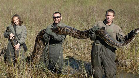 Image result for Python Hunter