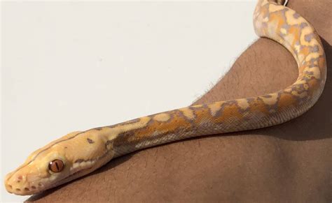 Image result for Dwarf Reticulated Python Colors