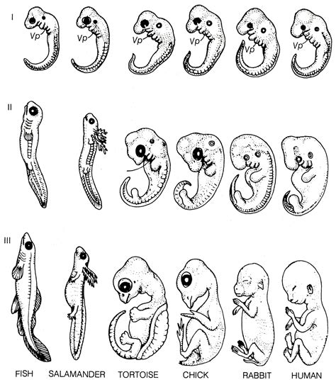 Image result for Vertebrate Embryo Development