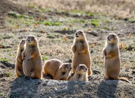 Image result for Prairie Dog Loading Meme