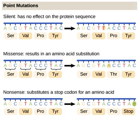 Image result for Gene Mutation Examples
