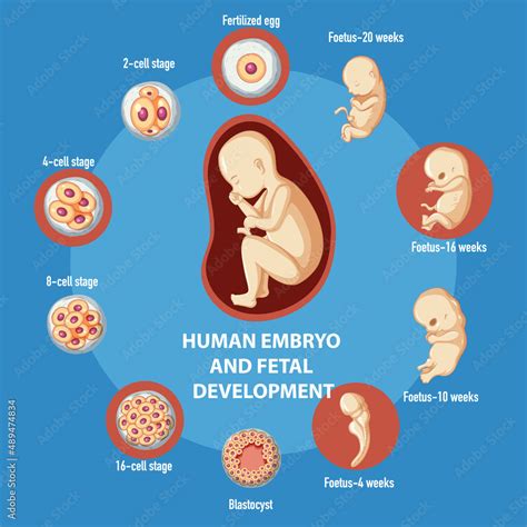 Image result for Biologic Development of Infant