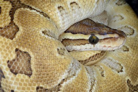 Ball Python White Coiled に対する画像結果