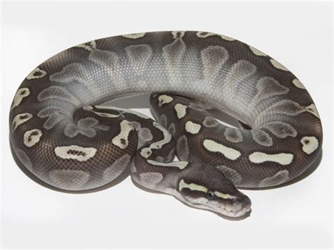 Image result for Ghi Lesser Ball Python