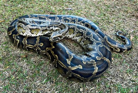 Image result for Burmese Python Metal Sculpture