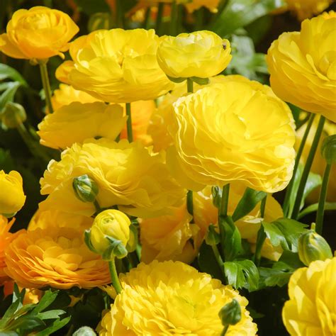 Types of Yellow Flowers - List of Names with Pictures
