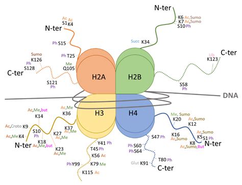 Image result for Histone Modification Map