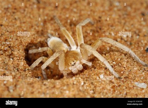 Desert Wheel Spider に対する画像結果