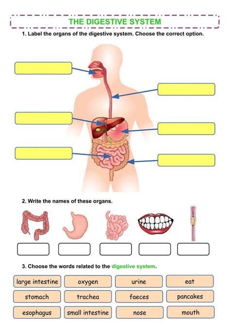 Toradh íomhá ar Life Process Worksheet Digestive System
