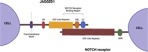 Toradh íomhá ar JAG1 and Notch 2
