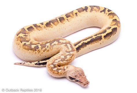 Image result for Ivory Blood Python