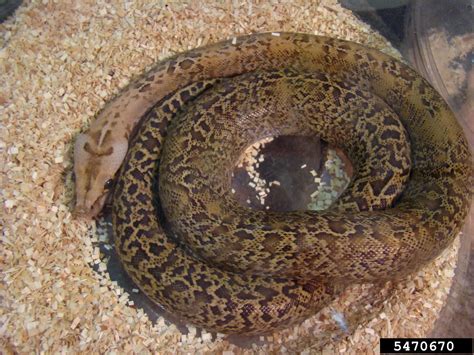 Image result for Burmese Python Genus