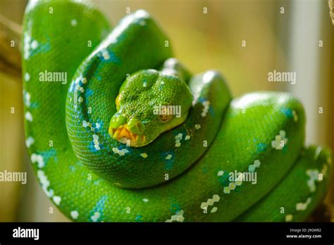 Image result for Green Tree Python Growth Chart