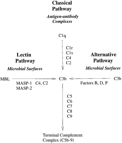 Toradh íomhá ar Classical Pathway Mmunity Complement
