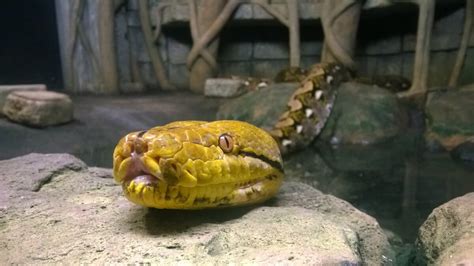Image result for Reticulated Python Man Eater