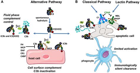 Toradh íomhá ar Phases of Complement System