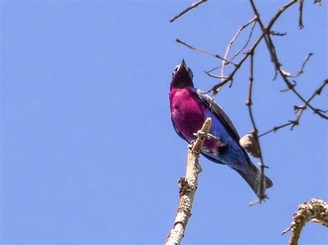 Purple Bird に対する画像結果