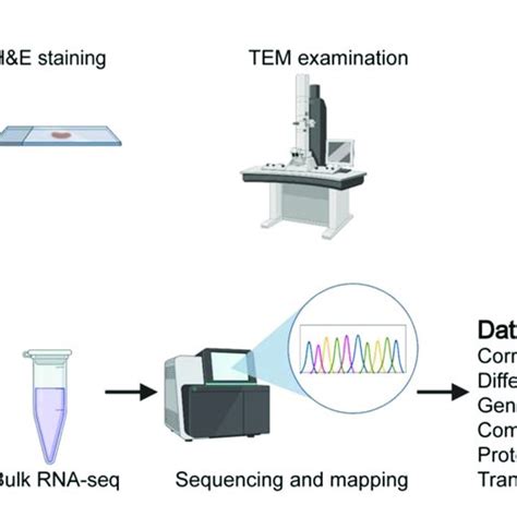 Transcriptome RNA-Seq-साठीचा प्रतिमा निकाल
