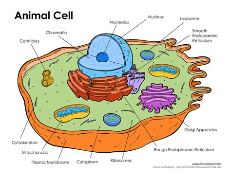 Animal Tissue and Cell Chart に対する画像結果