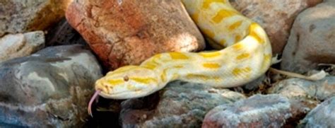 Image result for Burmese Python Cincinnati Zoo