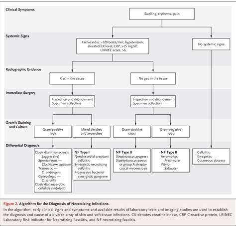 Image result for Gram-positive Algorithm