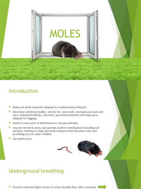 Image result for Moles Adaptations