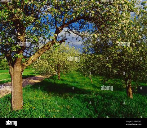 Spring Tree Colors に対する画像結果