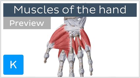 Image result for Hand Muscle Model
